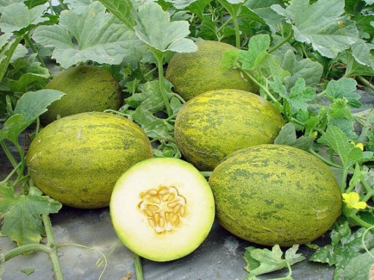 Wachsende Melone auf der mittleren Spur im offenen Boden 02