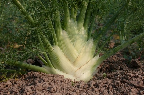 Fenchel: Wachsen von Samen, Pflanzen und Pflege 02