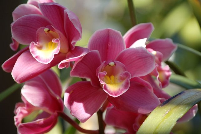 Wie man Orchidee transplantiert? 01