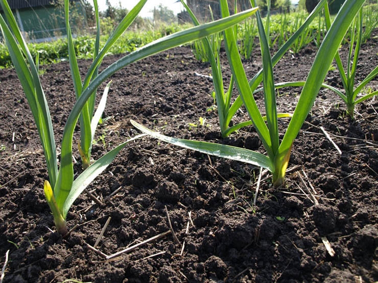 Wachsender Knoblauch. Methoden zum Anbau von Knoblauch in offenem Boden und in der Heimatumgebung 04