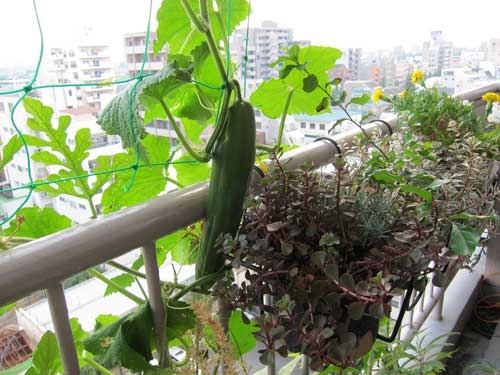 Wachsende Gurken auf dem Balkon 02