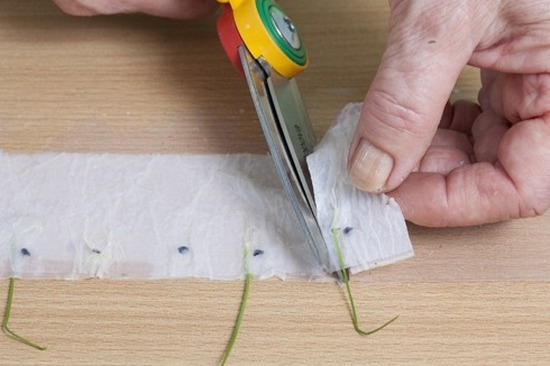 Kultivierung von Sämlingen auf Toilettenpapier: Schritt für Schritt Beschreibung der Methode 01