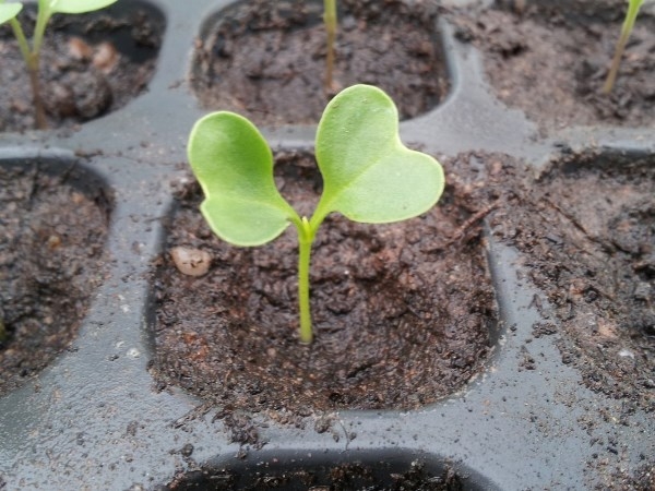 Wachsender Sämlingekohl. Tipps und Regeln für wachsende Sämlinge verschiedener Kohlsorten 03