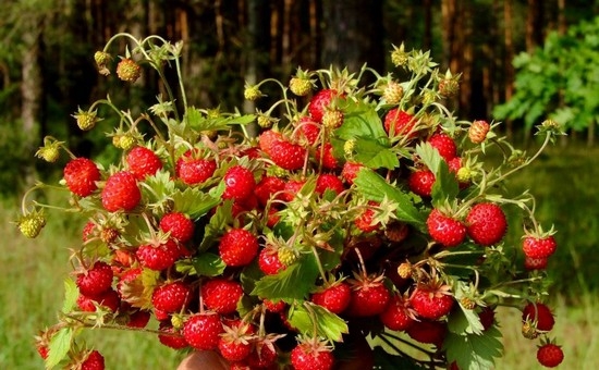 Erdbeeren reparaturloser Bess: Beste Sorten für die Ural und andere Regionen, wachsende Bewertungen 01