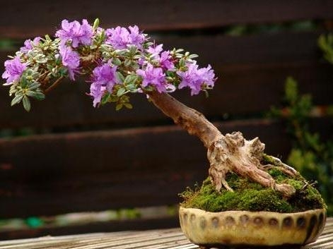 Bonsai: Pflege zu Hause 03