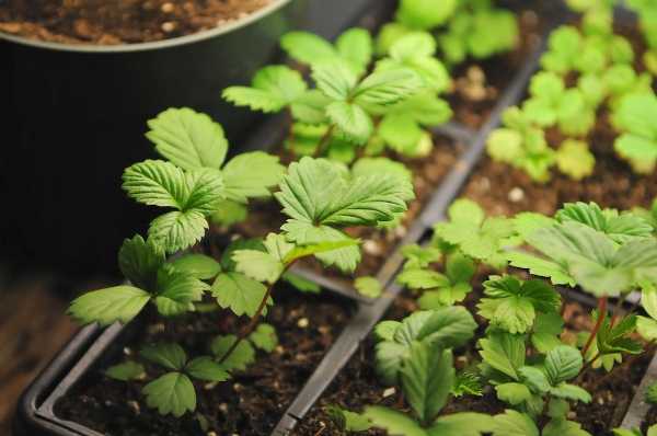 Anbau von Erdbeeren aus Samen: Beste Sorten und Pflegeempfehlungen 02