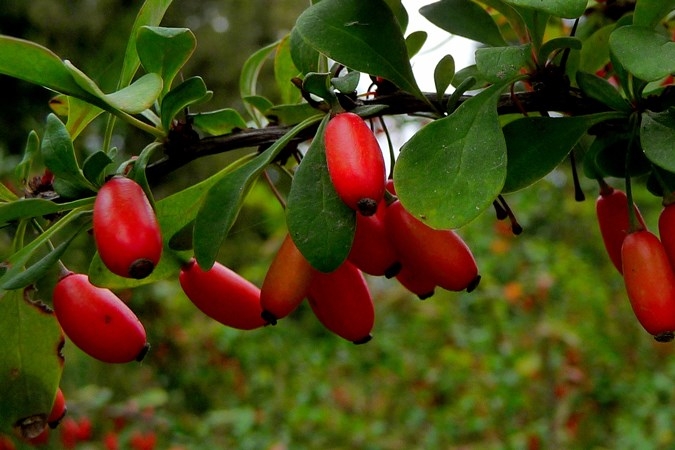 Berberry für Gewichtsverlust. Zusammensetzung, nützliche Eigenschaften und Anwendung von Burbaris für den Gewichtsverlust 01