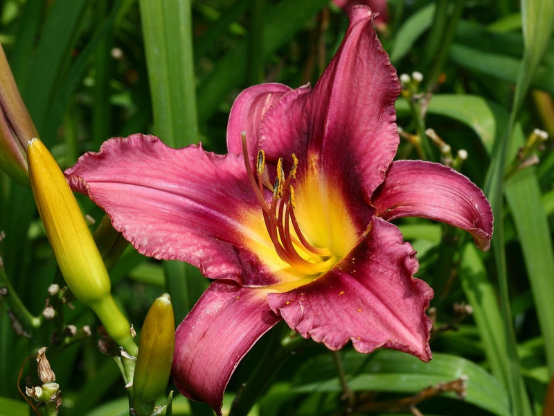 Welche Blumen können Häuser nicht halten?? 06