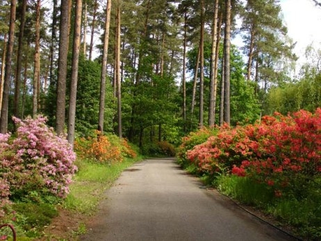 Wie kümmere ich mich um Rhododendron?? 04