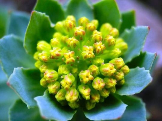 Rhodiola Pink: Wachstum und Antrag 01