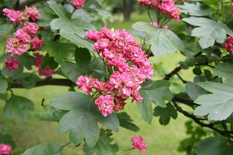 Hawthorn stachelig: Landung, Pflege und Gebrauch 01