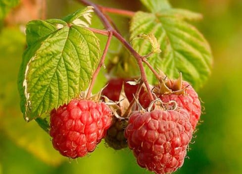 Trimmen von Himbeeren im Herbst 01