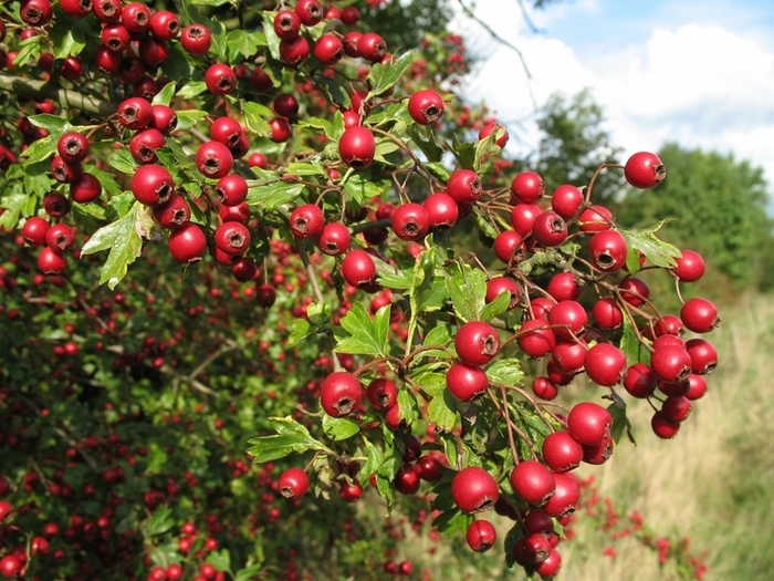 Hawthorn stachelig: Landung, Pflege und Gebrauch 02