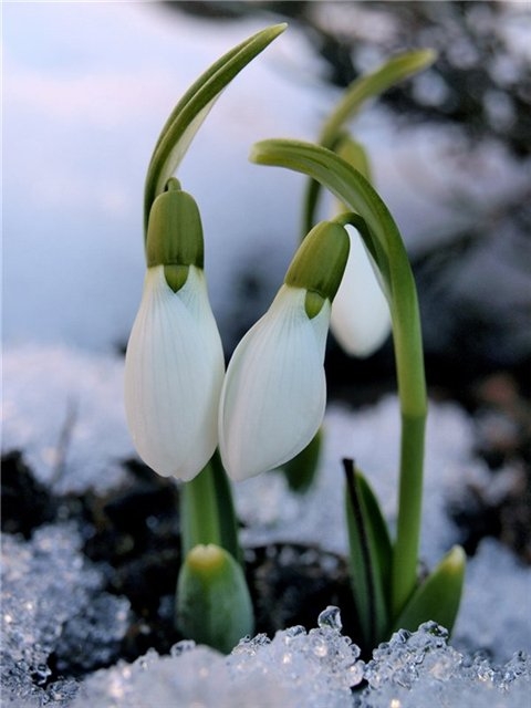 Frühling: Mira Update - Aktualisieren Sie sich 01