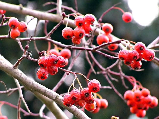 Hawthorn stachelig: Landung, Pflege und Gebrauch 03