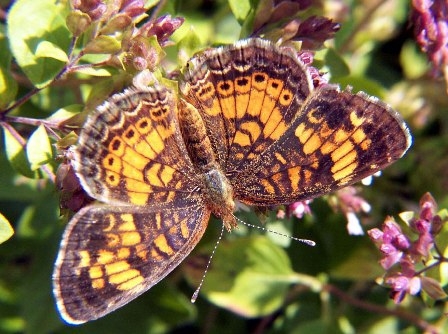 Aus der Natur lernen. Schmetterling. 01