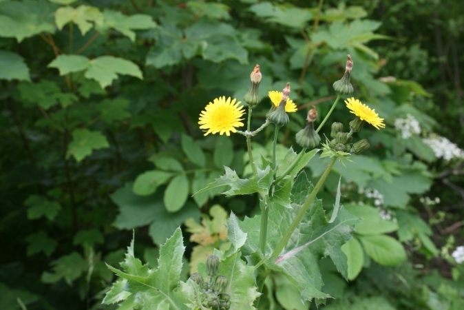 Kämpfe Unkraut im Garten. Verifizierte Mittel und Methoden 02