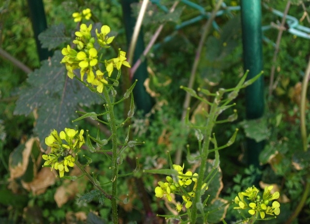 Kämpfe Unkraut im Garten. Verifizierte Mittel und Methoden 05