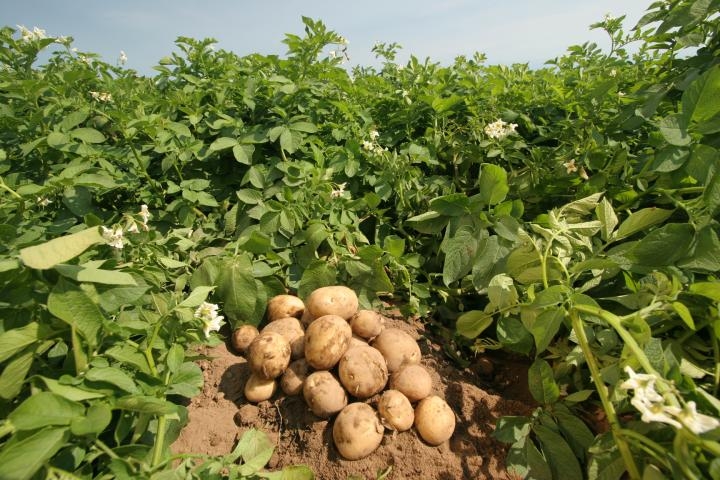 Kämpfe Unkraut im Garten. Verifizierte Mittel und Methoden 06