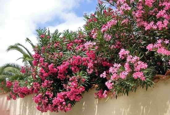 Oleander: Pflege und Anbau im Garten. Reproduktion, Bildung zu Hause 02