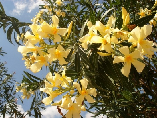 Oleander: Pflege und Anbau im Garten. Reproduktion, Bildung zu Hause 03