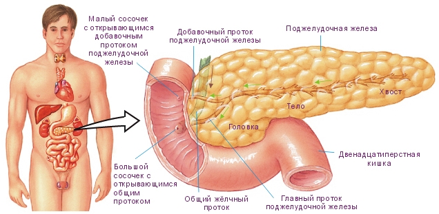 Pankreaserkrankungen - Symptome, Behandlung. Symptome einer chronischen Pankreatitis 01