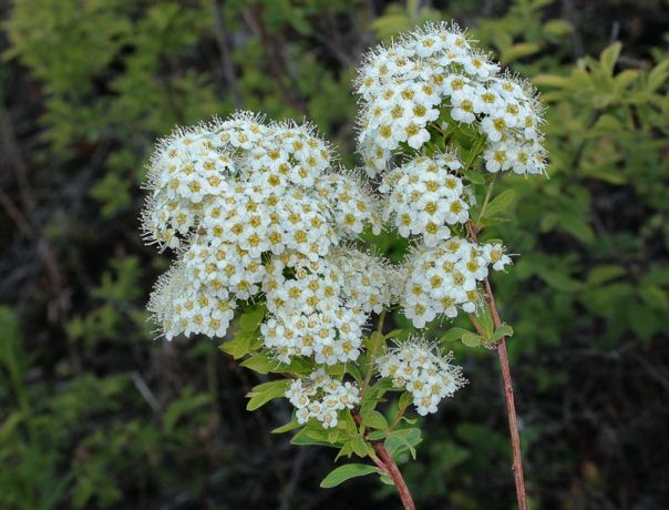 Sträucher, die den ganzen Sommer blühen: Liste. Beschreibung und Fotos von blühenden Sträuchern 09