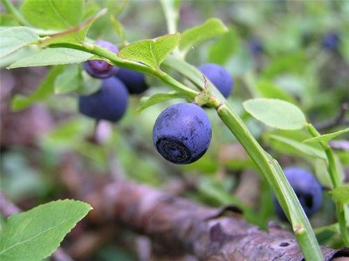 Gartenblaubeer: Arten, Landung und Pflege 01