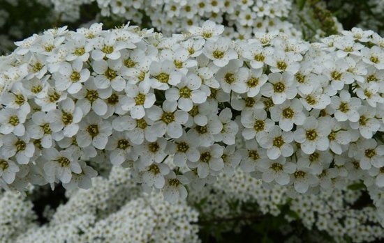 Graue Spirea Grefish: Merkmale der Pflege und Landung 01