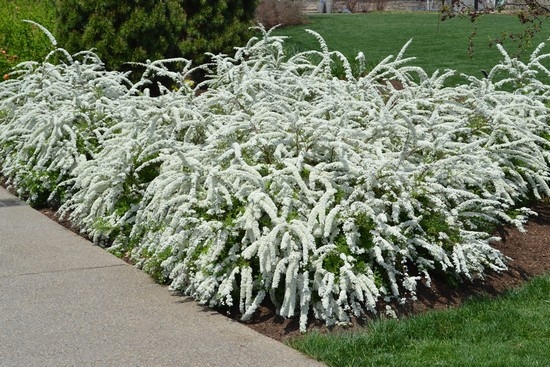 Graue Spirea Grefish: Merkmale der Pflege und Landung 02