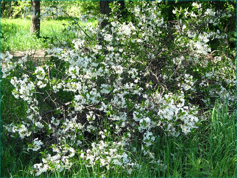 Steppenkirsche für lebendige Hedges 01