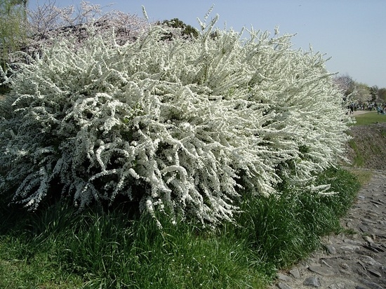 Graue Spirea Grefish: Merkmale der Pflege und Landung 03