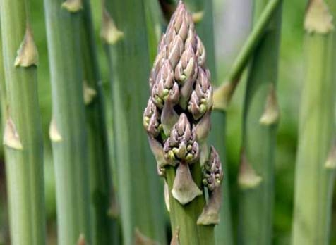 Spargelapotheke oder Spargel als lebende Hecke 01