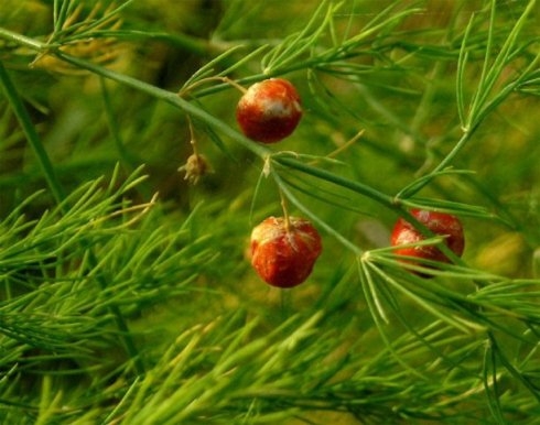 Spargelapotheke oder Spargel als lebende Hecke 02