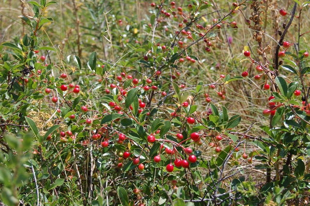 Steppenkirsche für lebendige Hedges 02