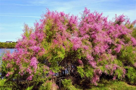 Tamarix: Landung und Pflege, Strauchzucht und Landschaftsdesign 01