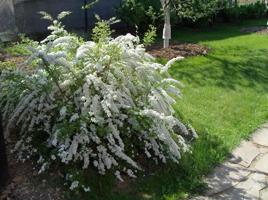 Graue Spirea Grefish: Merkmale der Pflege und Landung 04