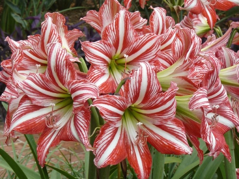 Hippeastrum und Amarillis 04