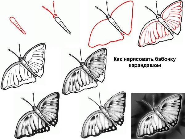 Wie zeichnet man Schmetterling?? Einfache Tipps für Anfänger 01