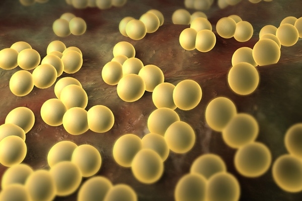 Wie goldener Staphylococcus übertragen wird? 01