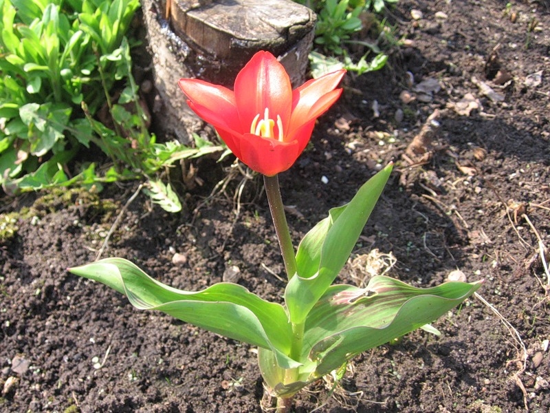 Welche Blumen können Häuser nicht halten?? 10