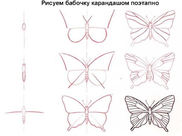 Wie zeichnet man Schmetterling?? Einfache Tipps für Anfänger 09
