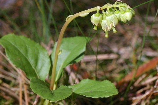 Behandlung von Myoma Uterus von Folk-Heilmitteln 04