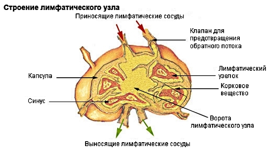 Lymphknoten am menschlichen Körper: Standortschema in Bildern 01