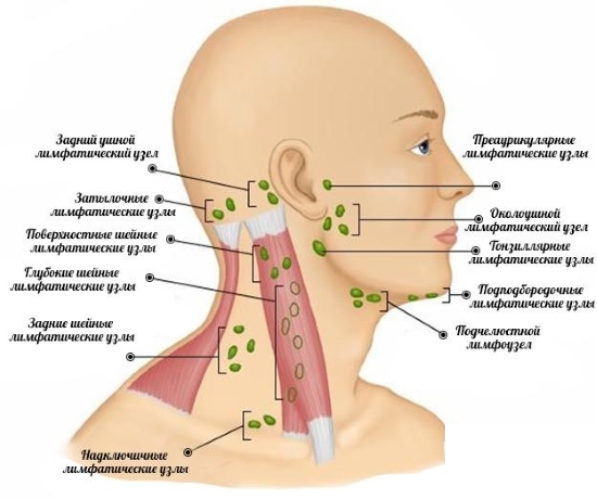 Lymphknoten am menschlichen Körper: Standortschema in Bildern 02