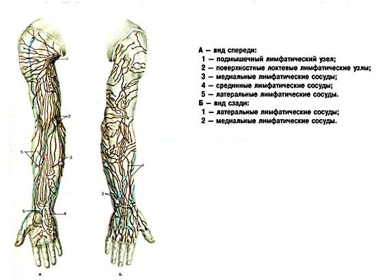 Lymphknoten am menschlichen Körper: Standortschema in Bildern 03