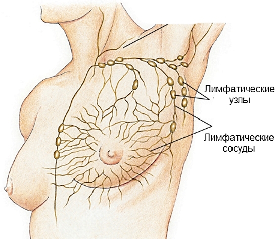 Lymphknoten am menschlichen Körper: Standortschema in Bildern 04