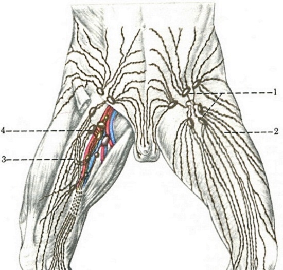 Lymphknoten am menschlichen Körper: Standortschema in Bildern 05