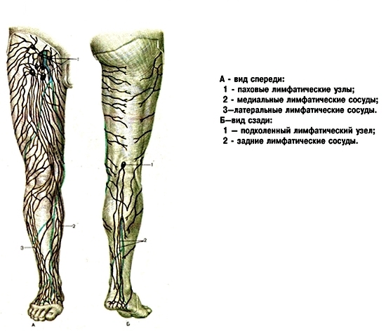 Lymphknoten am menschlichen Körper: Standortschema in Bildern 06