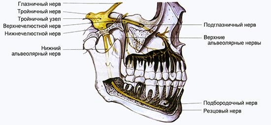 Neuritis Trigeminus-Nerv: Symptome und Behandlung zu Hause 01